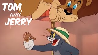 Tom And Jerry Jerry And The Lion 1950