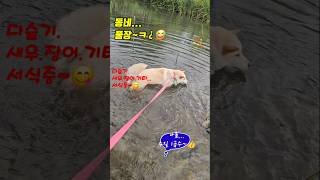 물에서 개헤엄을 못하고 걷기만 하는개ㅋ#웃음#귀여운#수영#강아지힐링쇼츠