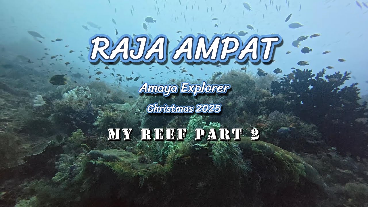 Raja Ampat My Reef Part 2 4K