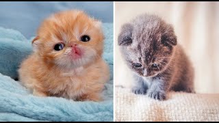 Baby Cats - Cute and Funny Cat Videos Compilation #25 | ANIMUS