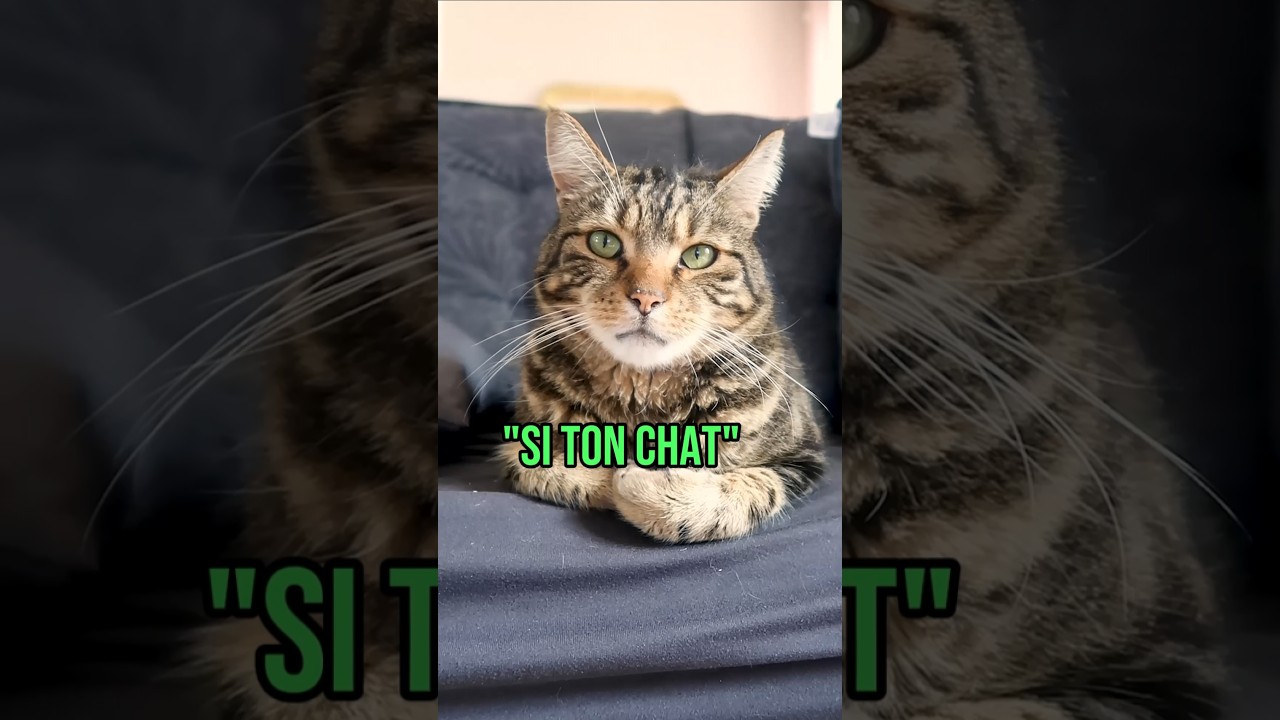 5 signes que ton chat t'aime 🐱  #humour #shortswithzita