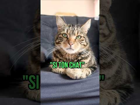 5 signes que ton chat t'aime 🐱  #humour #shortswithzita