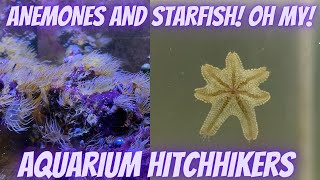 Don't Panic! | You're Go To Guide for Common Aquarium Hitchhikers | Part 1 | Salty Underground