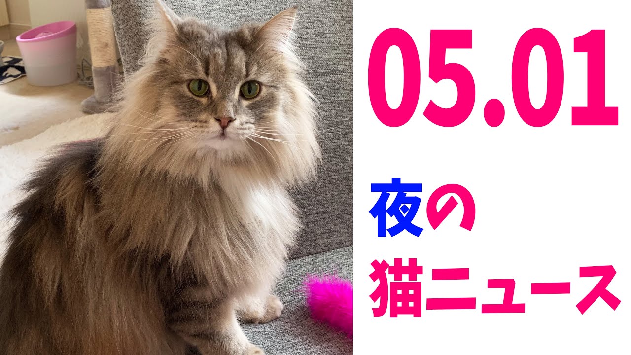 5月1日猫ニュース 猫チャンピオンシップヘビー級防衛戦開幕 ノルウェージャンフォレストキャット Youtube