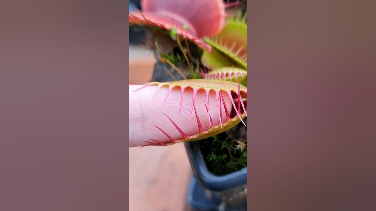 Venus Flytrap bites my finger YouTube