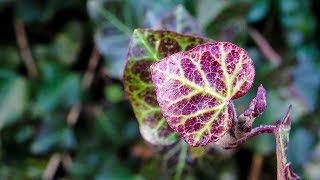 Sony Cyber-shot WX500 & HX90V Macro sample shots