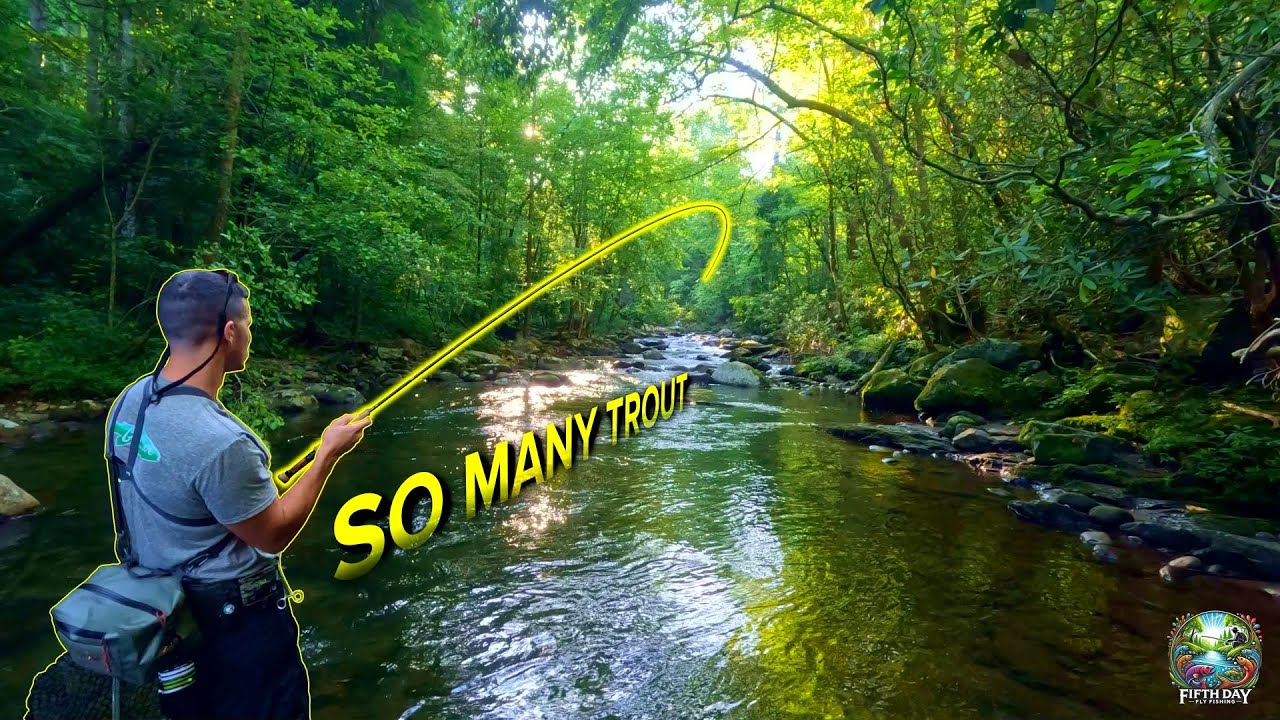 This May Be the BEST RUN on the Tellico River | Big Trout Everywhere!