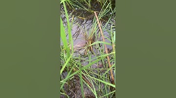 #fishing cắm câu dính cá lóc khủng