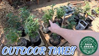 ALMOST TIME FOR A TRANSPLANT!! - OUTDOOR SEASON 2 EP8🌳