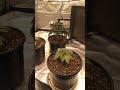 weed nerd
