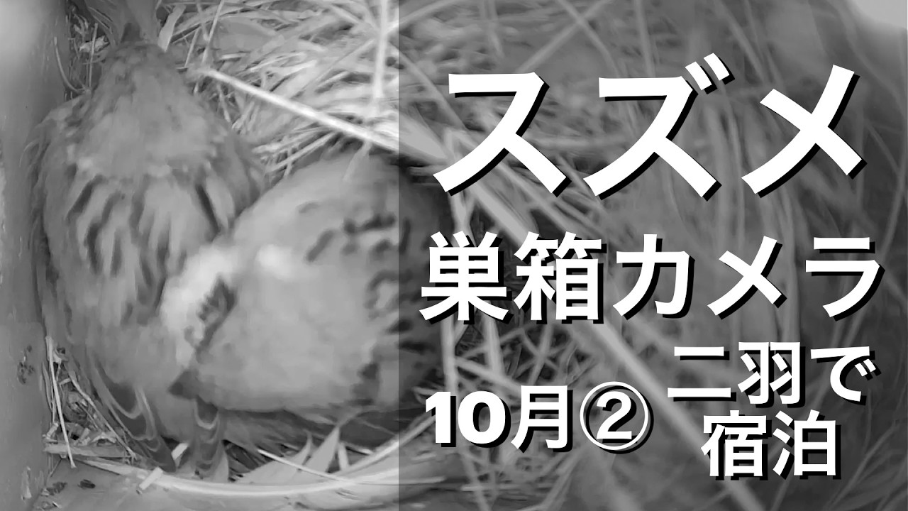 スズメのつがいがドタバタの末に2羽で宿泊🐤🐤🏠【スズメ巣箱観察2025/10月②】
