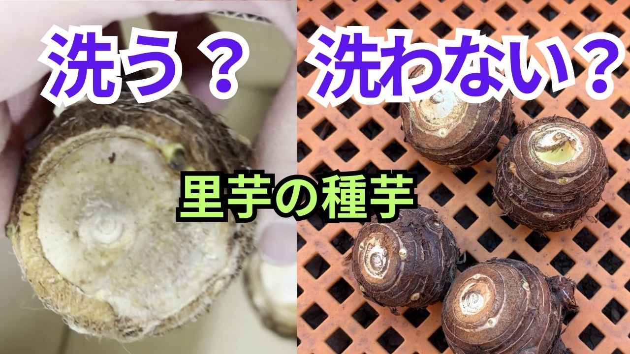 里芋の種芋の保存方法