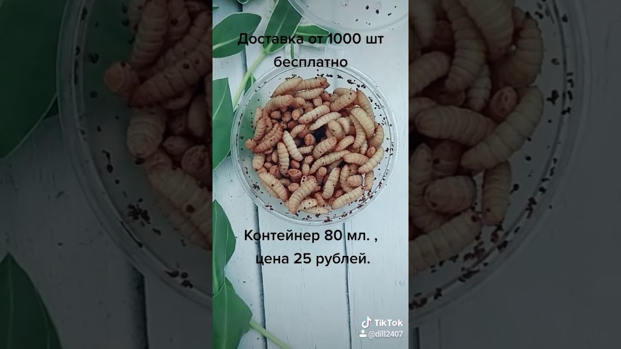 Опарыши на балконе как избавиться - фото