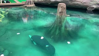 2 manatees home to newly renovated habitat at Bishop Museum