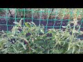 Выращивание  помидор в открытом грунте . Опоры для высокорослых томатов .