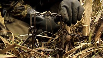 Old School: Using Conibear Traps On Raccoons