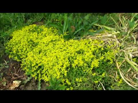 Бейне: Sedum Acre дегеніміз не - Goldmoss Stonecrop өсіруді үйреніңіз