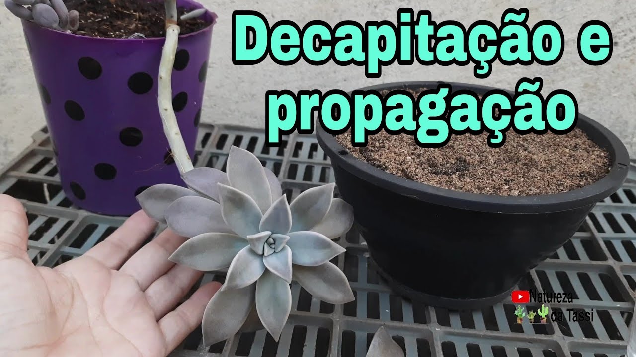 Decapitando Suculenta Estiolada/ Graptopetalum Paraguayense