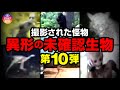 【映像】撮影された異形の未確認生物 第10弾