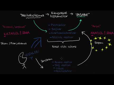 Metabolizmaya Genel Bakış: Anabolizma ve Katabolizma (Fen Bilimleri) (Biyoloji)