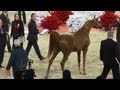 World Arabian Championship. Senior Male.París 2011.Salon du cheval