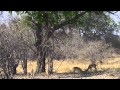Unbelievable Leopard Kill Safari Zambia 2014