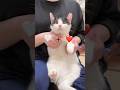 実はこの甘えん坊の子猫ちゃん…〇〇なんです！！！