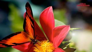 MAGDALENA MATTHEY     "MARIPOSAS"