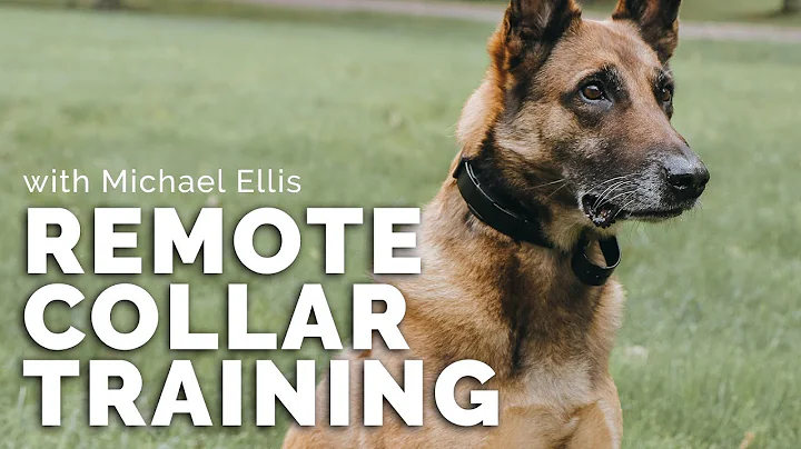 Remote Collar Training with Michael Ellis