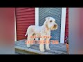 HOW TO DO A SHORT WHEATEN TERRIER TRIM | Terrier grooming tutorial の動画、YouTube動画。