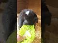 Munchies 😊 #shorts #shortvideo #short #youtubeshorts #animals #rabbit #love #cute #food #happiness