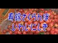 寿錦さくらんぼ(いわいにしき)  希少すぎる山形桜桃品種の収穫