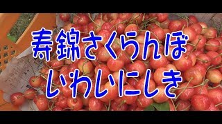 寿錦さくらんぼ(いわいにしき)  希少すぎる山形桜桃品種の収穫