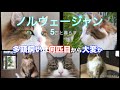多頭飼いは何匹目から大変か【ノルウェージャンフォレストキャット5匹と暮らす】