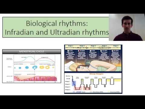 Circadian vs ultradian rhythms image