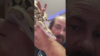 Famous Update video on those my firefly ball python Wealth
