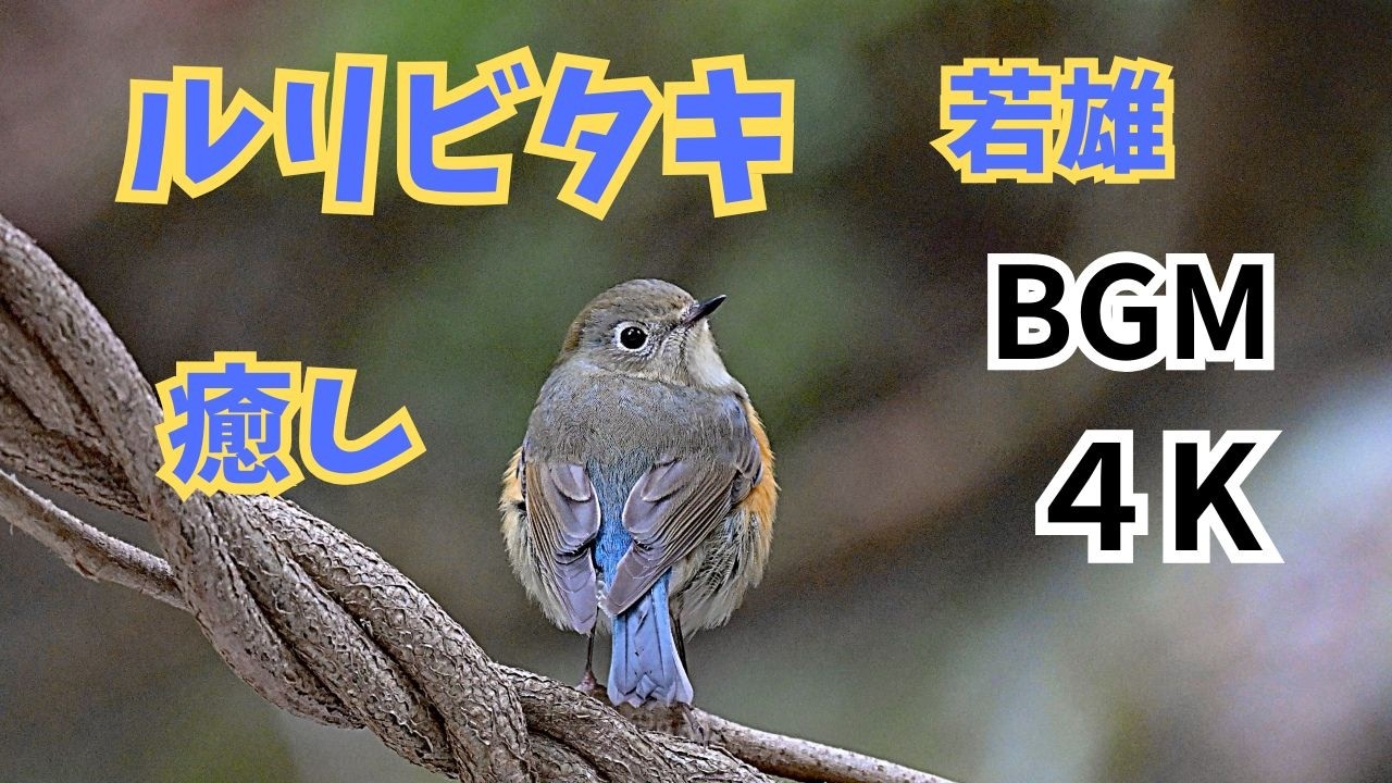 癒しルリビタキ若雄