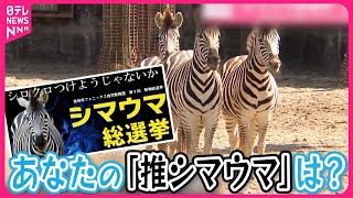 【「推シマウマ」は？】“総選挙”開催  どうやって見分ける？