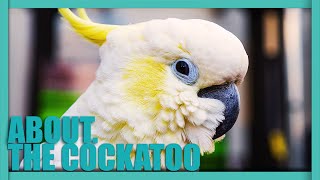 ABOUT. The COCKATOO - One Of The Most POPULAR Pet Birds by Nature's Wonder 255 views 3 months ago 4 minutes, 2 seconds