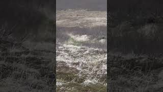 Shooting A 10-Foot Alaska Brown Bear Is A Balance Of Experience & Instinct.