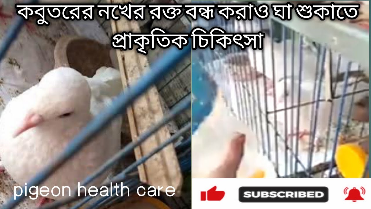 Treating pigeon nail sores with antibiotics, turmeric pigeon health