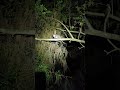 Summer night Kingwood Greenbelt #snake #baby possum