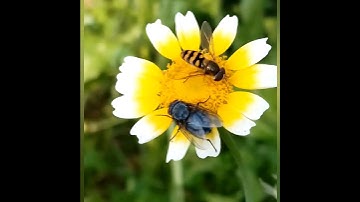 A big blue fly and a hover fly   #Shorts #insects