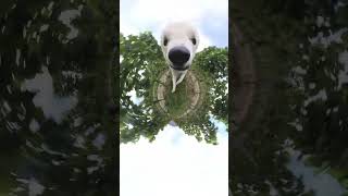 Dog Steals the Camera