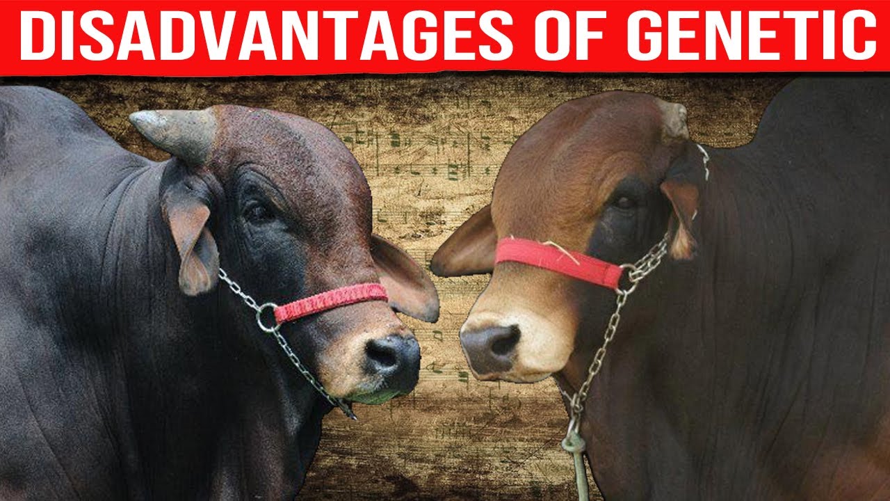 🔴 Fattening Cattle Disadvantages Of Genetic Improvement✅ Biggest Bulls And Cow