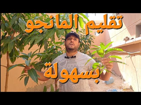 تقليم شجر المانجو بسهولة بدون خبير تقليم