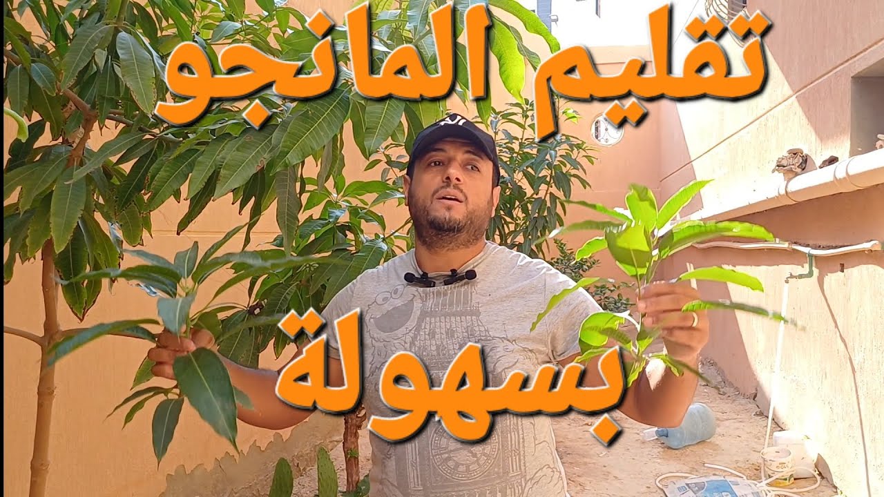 تقليم شجر المانجو 🥭 بسهولة بدون خبير تقليم