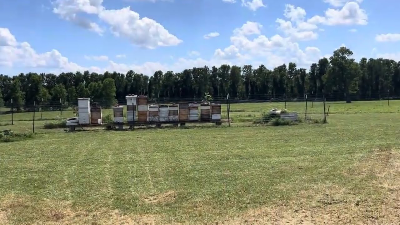 COW PASTURE APIARY! Part 2 of 2. Bee yard maintenance done. Lawnmower ...