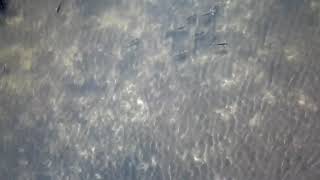 Following mullet schools and redfish with a mavic pro platinum drone