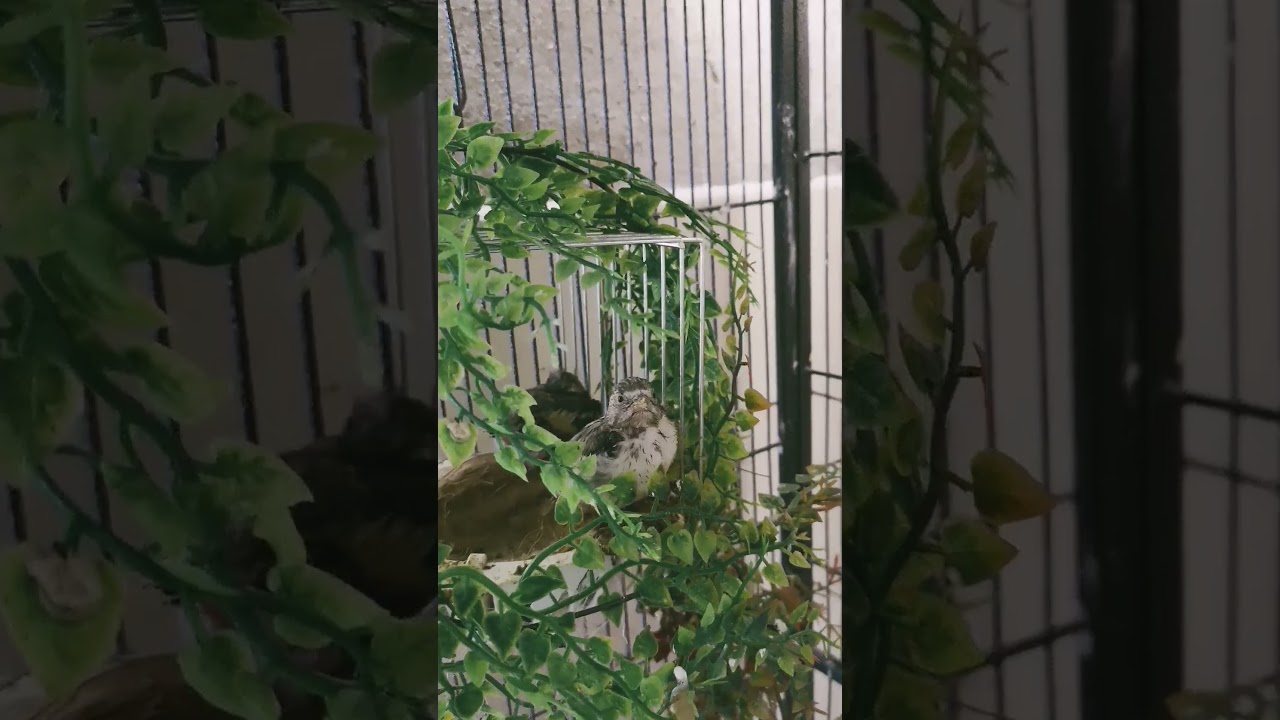 Junge Stieglitze kurz vorm ausfliegen